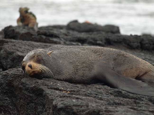 ../../Pictures/050210/082 Pelzrobbe.JPG